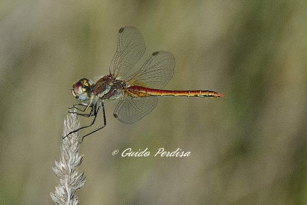 maschio di Sympetrum fonscolombii